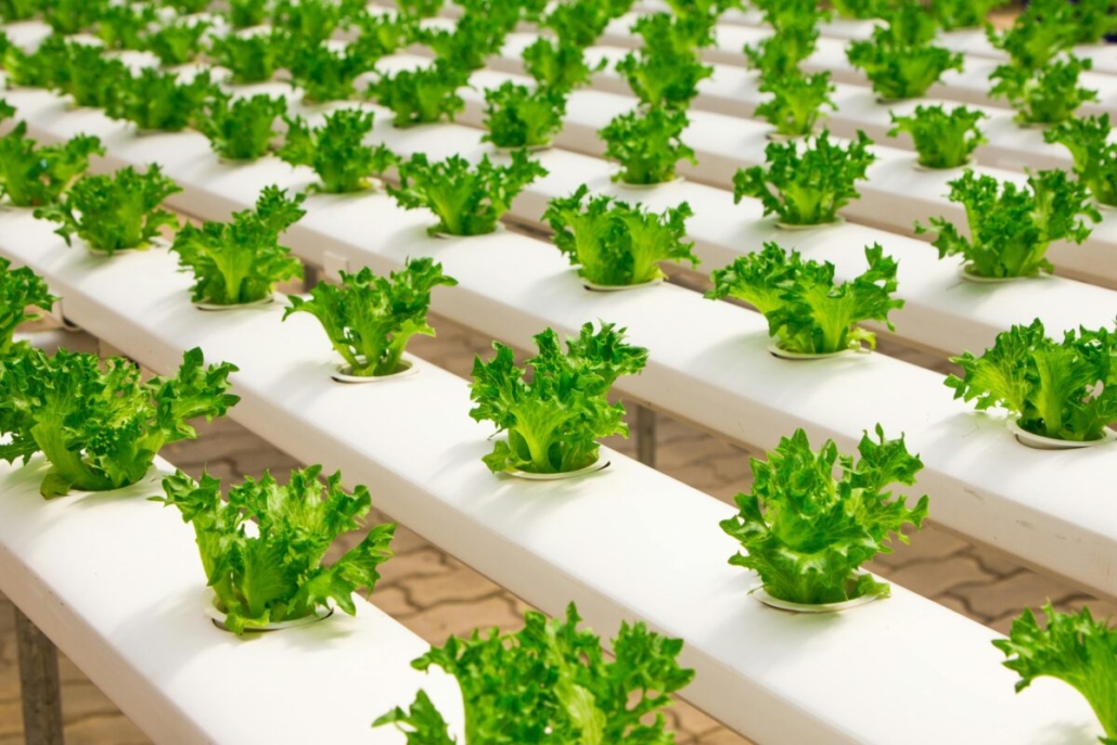 Climate change and the food industry: Retailers can adopt several green initiatives to lessen their carbon footprint